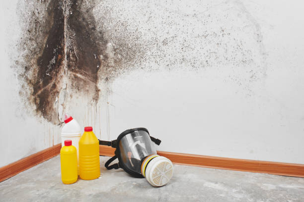 Best Localized Mold Remediation (e.g., coastal areas, humid climates) in North Prairie, WI