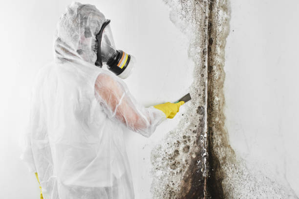 Best Kitchen Mold Remediation in North Prairie, WI