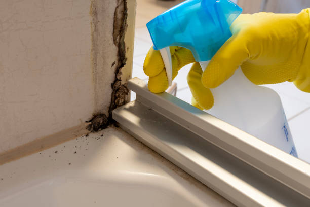 Best Health and Safety Mold Remediation in North Prairie, WI