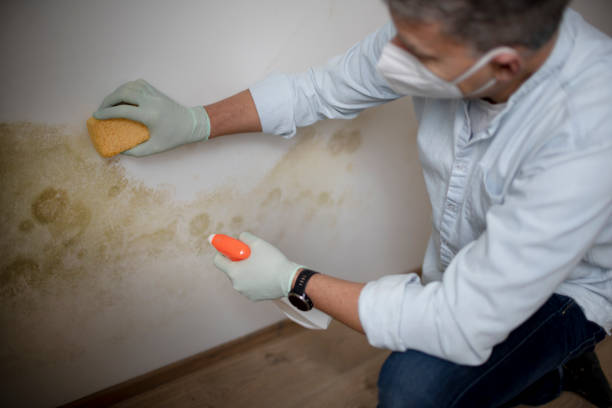 Best Emergency Mold Remediation in North Prairie, WI