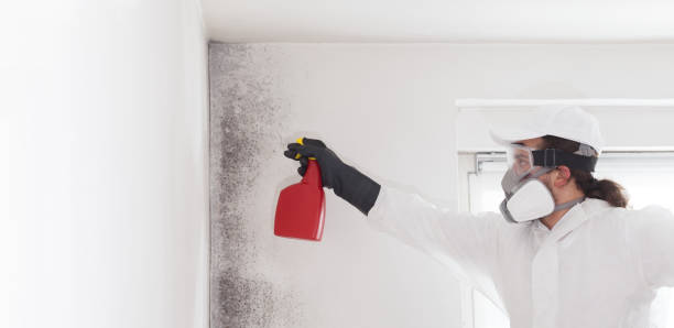 Best Mold Remediation for Specific Building Types in North Prairie, WI