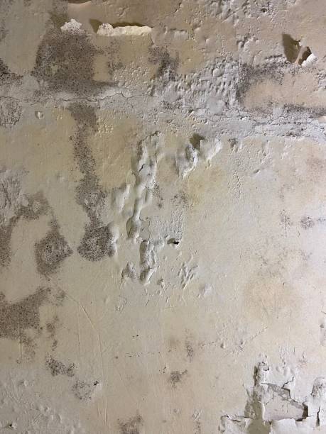 Best Post-Flood Mold Remediation in North Prairie, WI