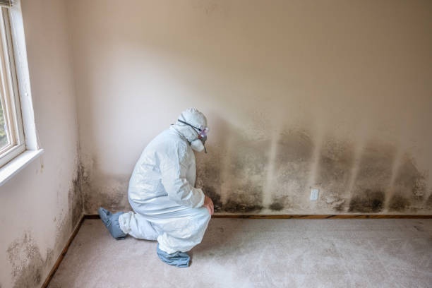 Best Commercial Mold Remediation in North Prairie, WI