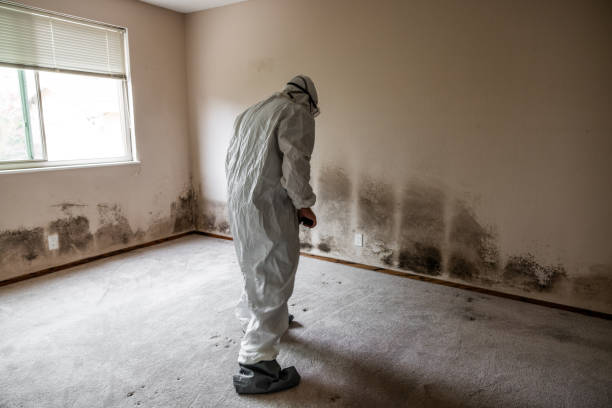 Best Crawl Space Mold Remediation in North Prairie, WI