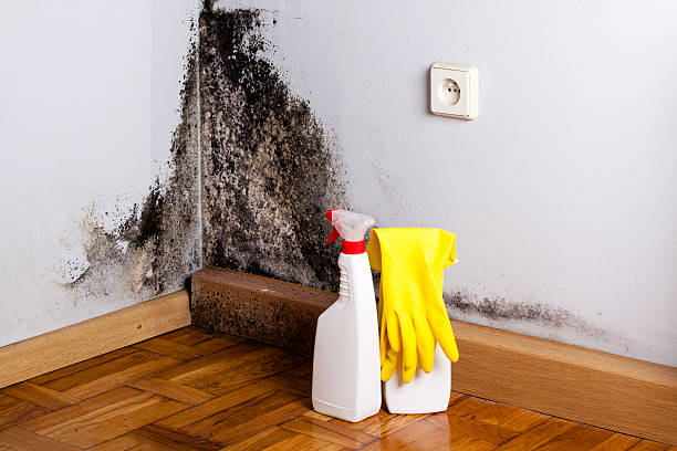 North Prairie, WI Mold Remediation Company