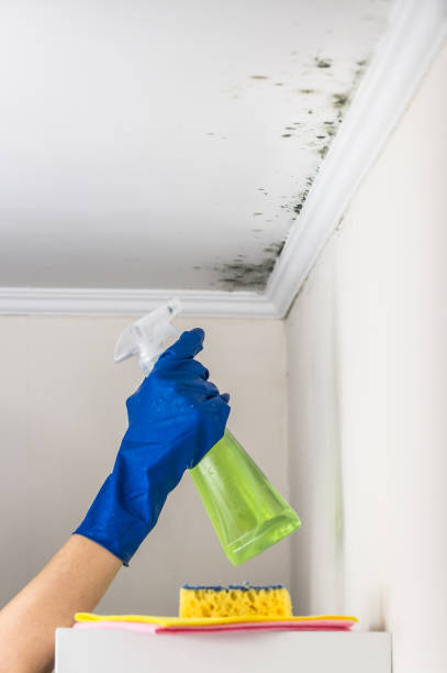 Best Post-Remediation Services in North Prairie, WI
