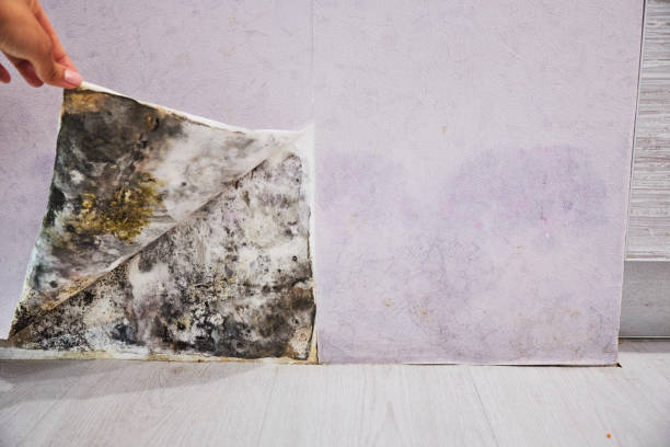 Best Residential Mold Remediation in North Prairie, WI